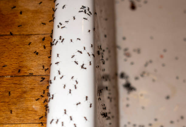 Best Insect Control  in Dravosburg, PA